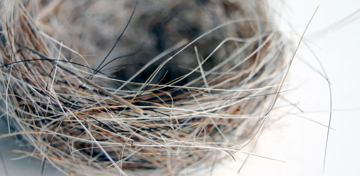 Out of the nest